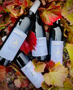 Chardonnay, Hibernal, Sauvignon a Rulandské šedé