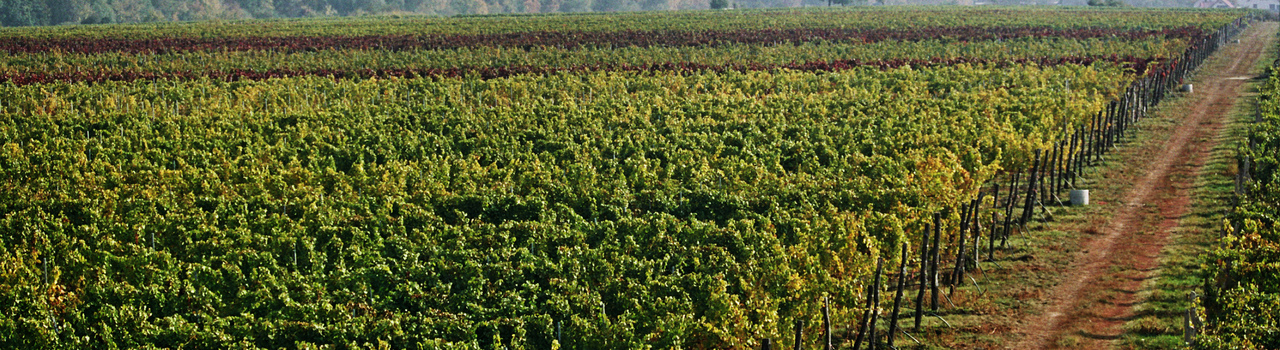 VRBOVECKÉ VINOBRANÍ 30. října 2021