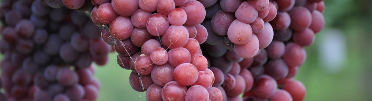 Vinobraní 2022 je zahájeno!