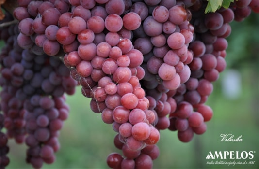 Vinobraní 2022 je zahájeno!