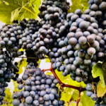 Vrobovecké vinobraní s hroznovou kozou 2022