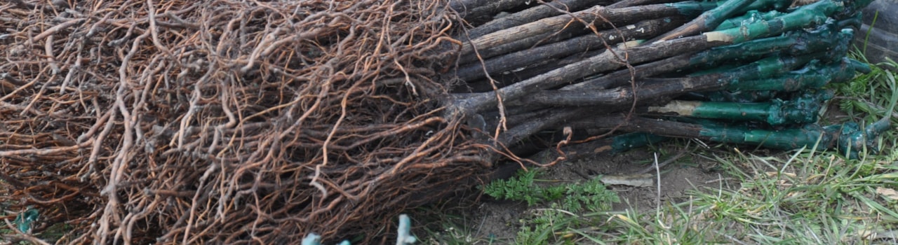 Šlechtitelská stanice