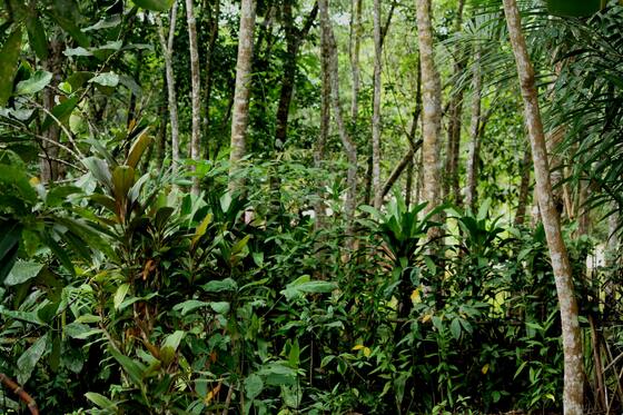 rubber-tree-plant