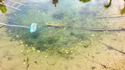 výlov 2024 - 2 z 4.jpeg