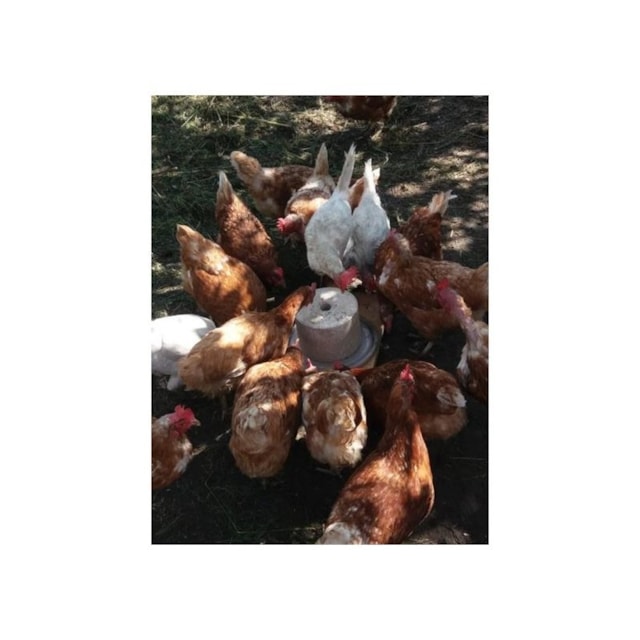 Blok minerální pro drůbež - GALLISweet (5 Kg)