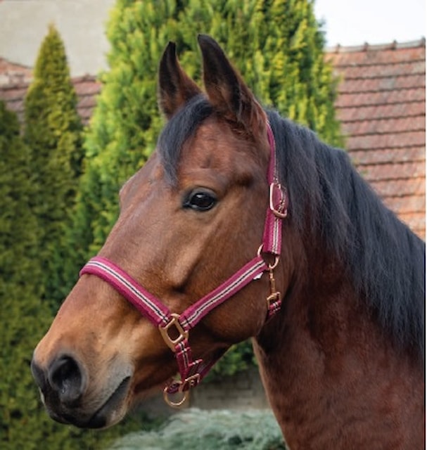 Ohlávka Kentaur ROSEGOLD s proužky vínová