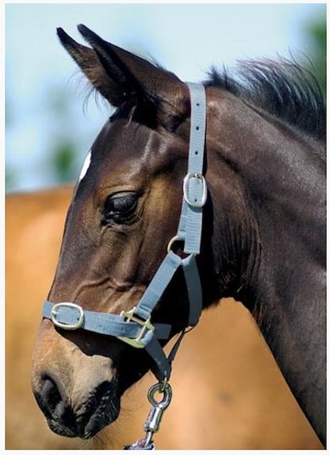 Ohlávka HKM hříbě 0 s vodící šňůrkou modrá, Barva oranžová