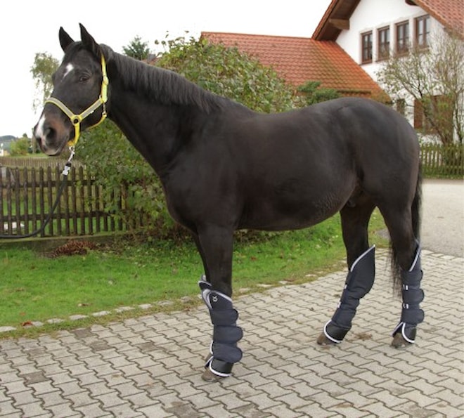 prepravakydexter
