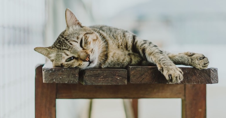 Chov kočky domácí