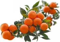 DU Pomerančová kůra v hořké čokoládě 1 kg