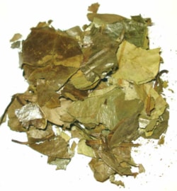 Ginkgo list