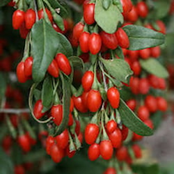 Kustovnica čínska "Goji"