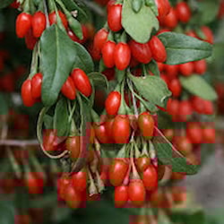Kustovnica čínska "Goji"