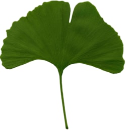 Ginkgo list