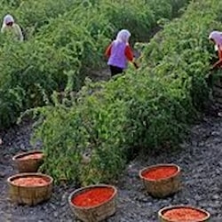 Kustovnica čínska "Goji"