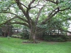Ginkgo list