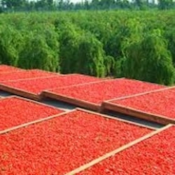 Kustovnica čínska "Goji"