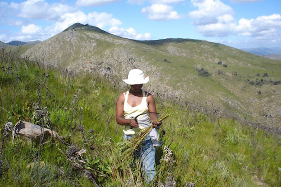 Rooibos - Životný štýl