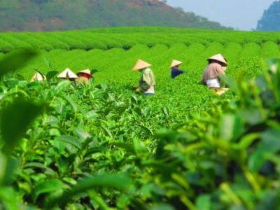Čajovník jeho pestovanie a rozšírenie