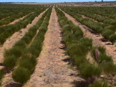 Rooibos - Rastlina