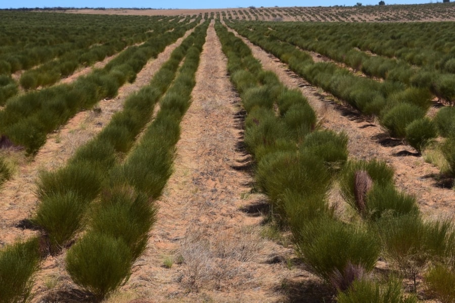 Rooibos - Rostlina