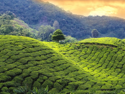 Darjeeling - Indický čajový poklad z Himaláje
