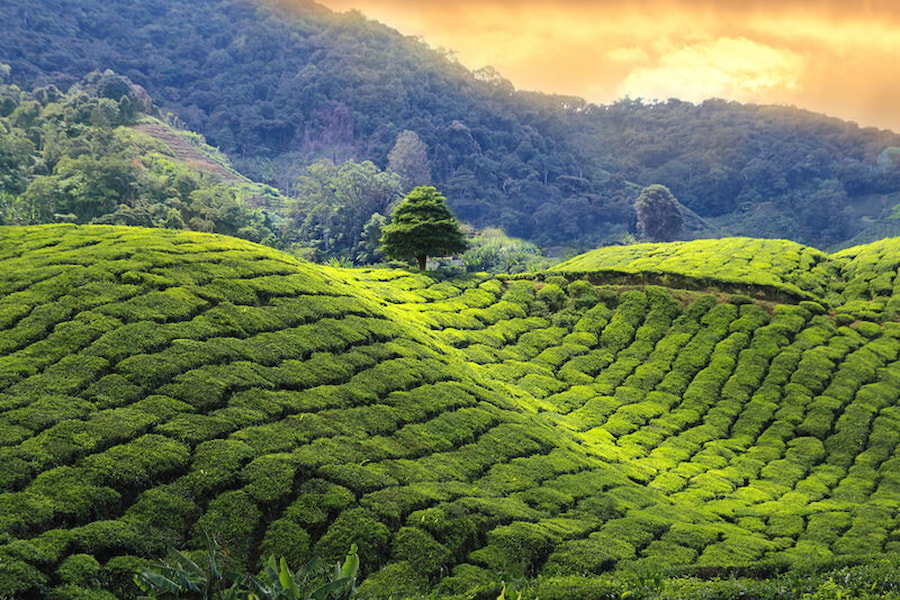 Darjeeling - Indický čajový poklad z Himaláje