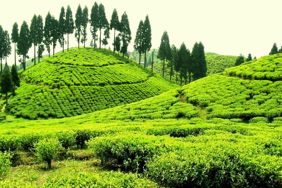 Čaje zo tienených a netienených plantáží