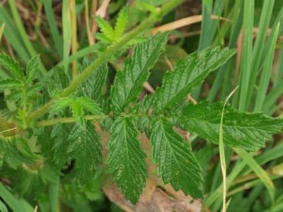 Životabudič s mimoriadnymi účinkami - Kotvičník zemný