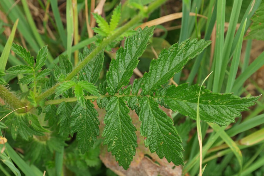 Životabudič s mimořádnými účinky - Kotvičník zemní