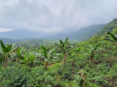 Kopi Luwak - Cibetková káva z Jávy