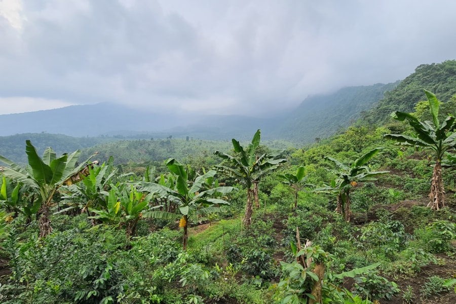 Kopi Luwak - Cibetková káva z Jávy