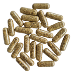 Kapsule Čakanka koreň