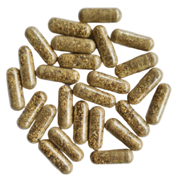 Kapsule Čakanka koreň