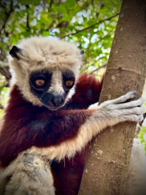 lemur.JPG