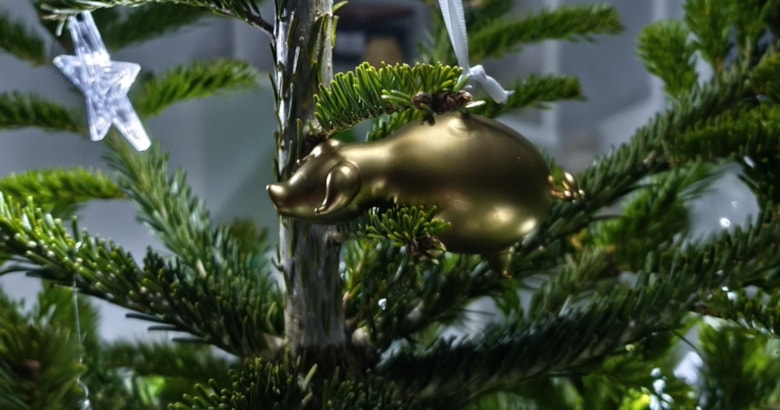 Kam s vánočními stromky po svátcích?