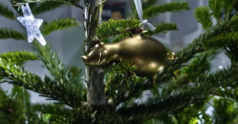 Kam s vánočními stromky po svátcích?