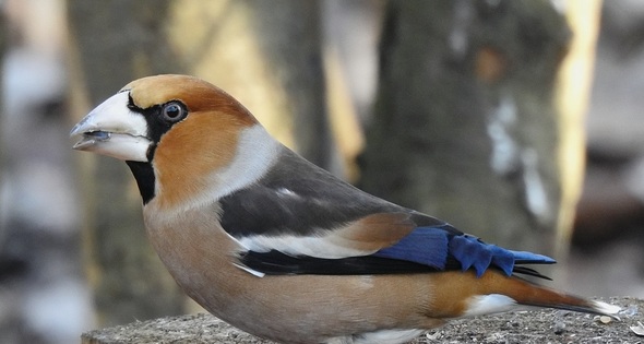 ORNIS – ornitologická stanice