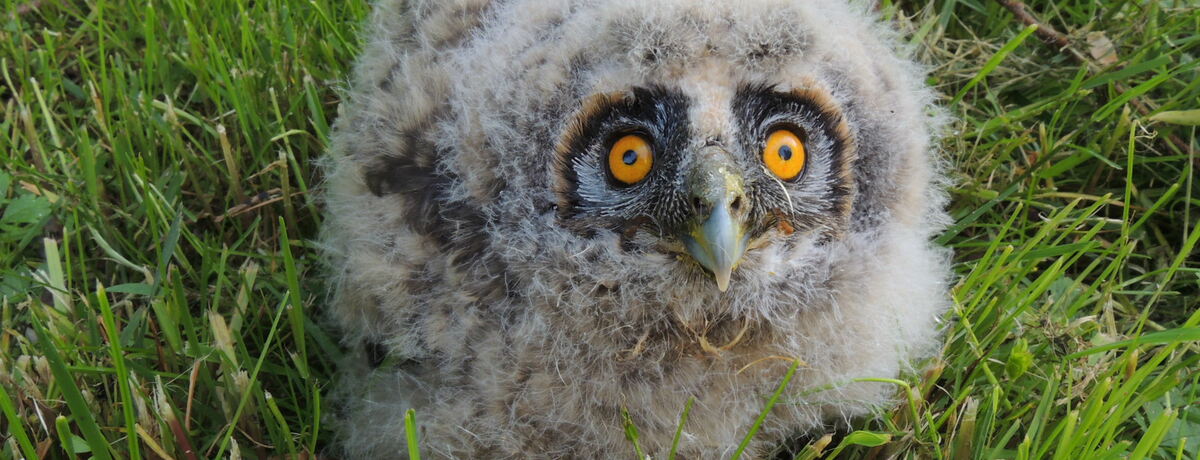 Rescue station ORNIS