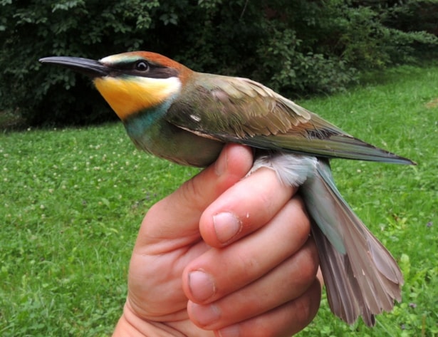 Nejkrásnější evropský pták byl vypuštěn zpět do přírody!