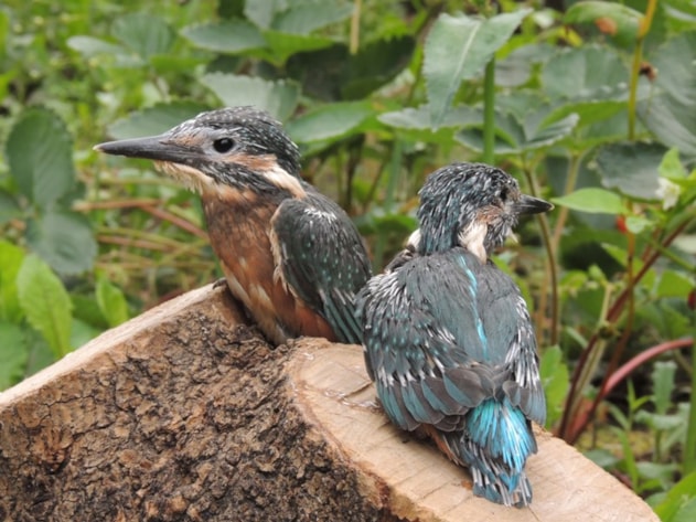 Ledňáček říční