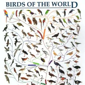 Birds_of_the_world_800
