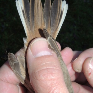 Kopie - DSCN0007_800