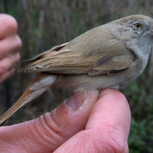 Kopie - DSCN9936_800