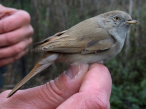 Kopie - DSCN9936_800