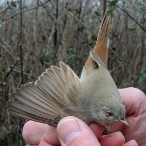 Kopie - DSCN9948_800