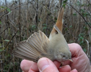 Kopie - DSCN9948_800