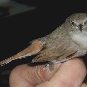 Kopie - DSCN9974_800