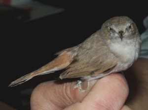 Kopie - DSCN9974_800