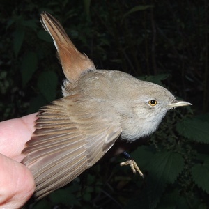 Kopie - DSCN9977_800